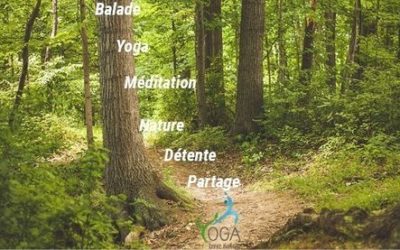 Journée Yoga dans la forêt